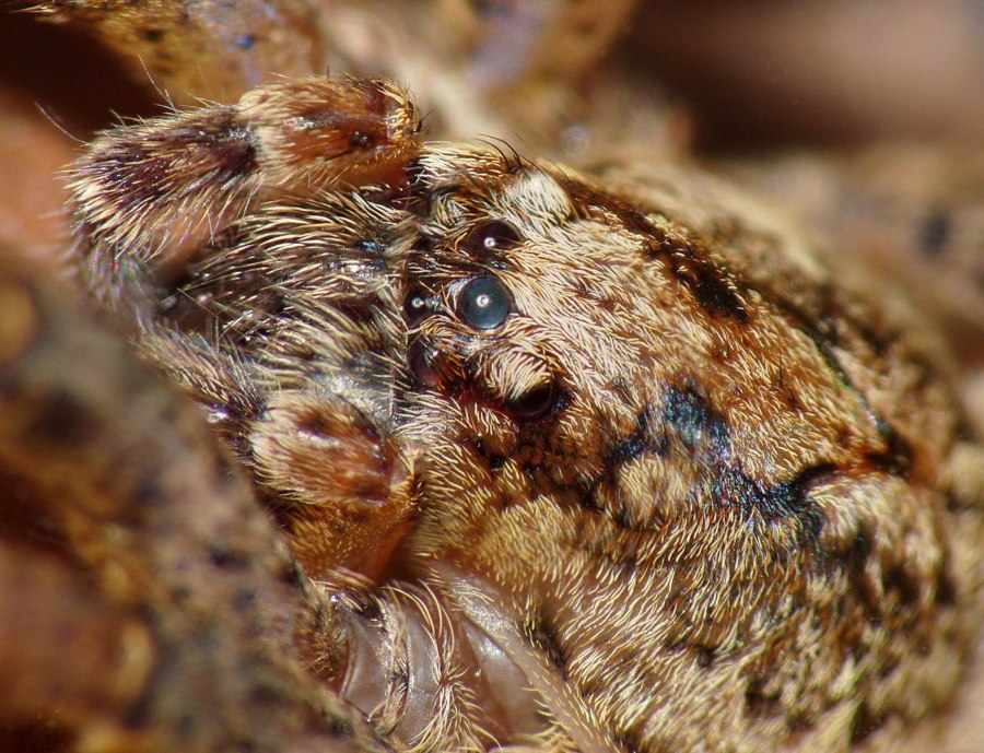 Zoropsis sp.